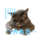 愛猫レオの日常（個別スタンプ：3）