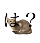 猫と言葉遊び（個別スタンプ：1）