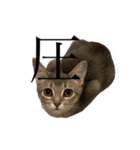 猫と言葉遊び（個別スタンプ：2）