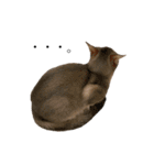 猫と言葉遊び（個別スタンプ：3）
