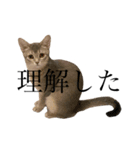 猫と言葉遊び（個別スタンプ：4）