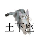 猫と言葉遊び（個別スタンプ：6）
