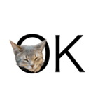猫と言葉遊び（個別スタンプ：7）