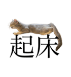 猫と言葉遊び（個別スタンプ：9）