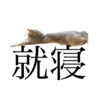 猫と言葉遊び（個別スタンプ：10）