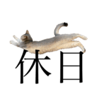 猫と言葉遊び（個別スタンプ：11）