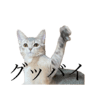 猫と言葉遊び（個別スタンプ：12）