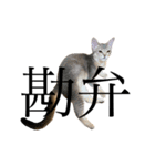 猫と言葉遊び（個別スタンプ：13）