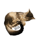 猫と言葉遊び（個別スタンプ：14）