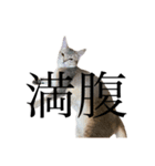 猫と言葉遊び（個別スタンプ：15）