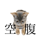 猫と言葉遊び（個別スタンプ：16）