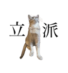 猫と言葉遊び（個別スタンプ：17）
