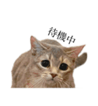 猫と言葉遊び（個別スタンプ：20）