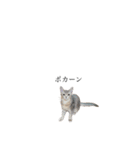 猫と言葉遊び（個別スタンプ：24）