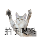 猫と言葉遊び（個別スタンプ：26）