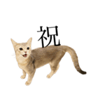 猫と言葉遊び（個別スタンプ：27）