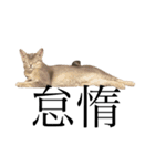 猫と言葉遊び（個別スタンプ：29）