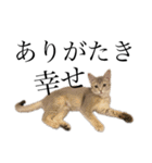 猫と言葉遊び（個別スタンプ：31）