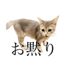 猫と言葉遊び（個別スタンプ：32）