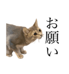 猫と言葉遊び（個別スタンプ：33）