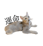 猫と言葉遊び（個別スタンプ：34）