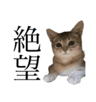 猫と言葉遊び（個別スタンプ：35）