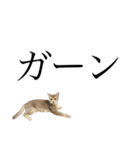 猫と言葉遊び（個別スタンプ：36）