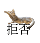 猫と言葉遊び（個別スタンプ：37）