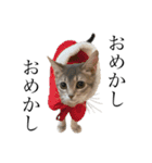 猫と言葉遊び（個別スタンプ：39）
