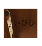 猫と言葉遊び（個別スタンプ：40）
