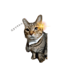 猫たちの戯れ（個別スタンプ：2）