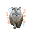 猫たちの戯れ（個別スタンプ：3）