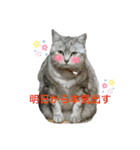 猫たちの戯れ（個別スタンプ：4）