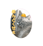 猫たちの戯れ（個別スタンプ：6）