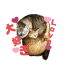 猫たちの戯れ（個別スタンプ：7）