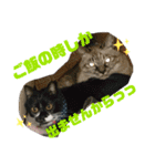 猫たちの戯れ（個別スタンプ：8）