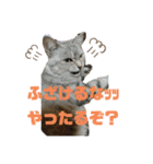 猫たちの戯れ（個別スタンプ：9）