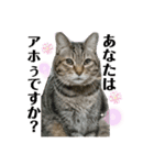 猫たちの戯れ（個別スタンプ：11）