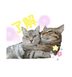 猫たちの戯れ（個別スタンプ：13）