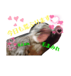 猫たちの戯れ（個別スタンプ：16）