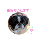 ペキシーズーのむうちゃん③（個別スタンプ：4）