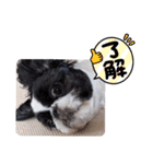 ペキシーズーのむうちゃん③（個別スタンプ：5）