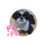 ペキシーズーのむうちゃん③（個別スタンプ：7）