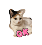 三毛猫のリリィ（個別スタンプ：1）