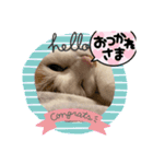 三毛猫のリリィ（個別スタンプ：2）