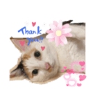 三毛猫のリリィ（個別スタンプ：3）