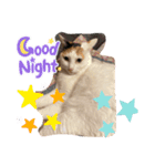 三毛猫のリリィ（個別スタンプ：5）