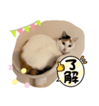 三毛猫のリリィ（個別スタンプ：6）