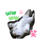 三毛猫のリリィ（個別スタンプ：7）