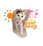 三毛猫のリリィ（個別スタンプ：8）